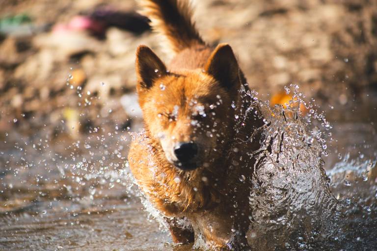 dog plays in water during houseboat vacation