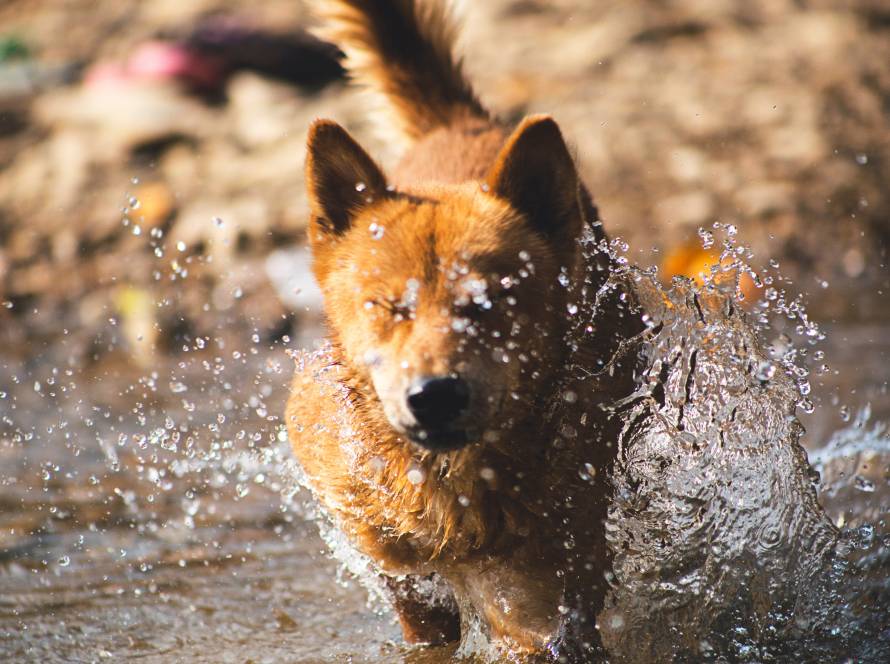 dog plays in water during houseboat vacation