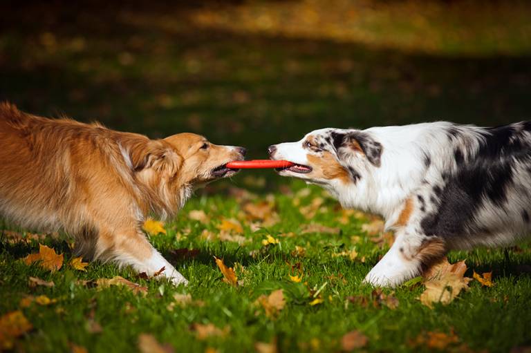 dogs wrestle over frisbee at rv campground