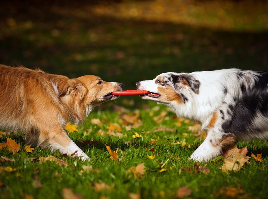 dogs wrestle over frisbee at rv campground