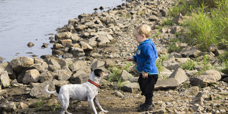 little boy and dog enjoy shasta lake houseboat rentals